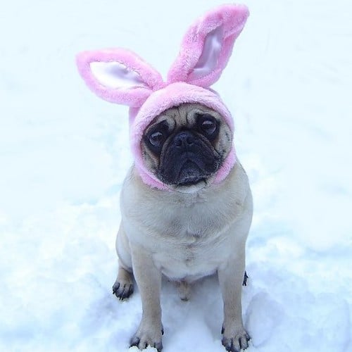 Funny Pug Easter Bunny