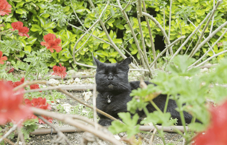 a cat could be one reason why birds stopped using feeders in your garden