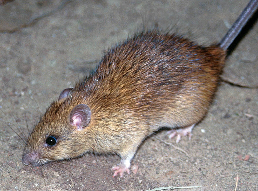 File:CSIRO ScienceImage 10564 The black rat Rattus rattus.jpg