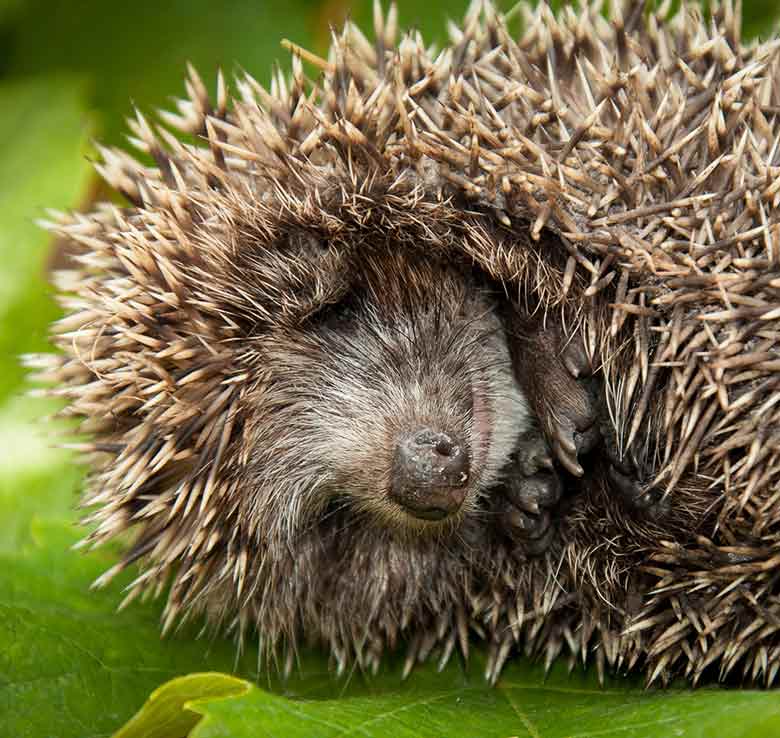when do hedgehogs hibernate