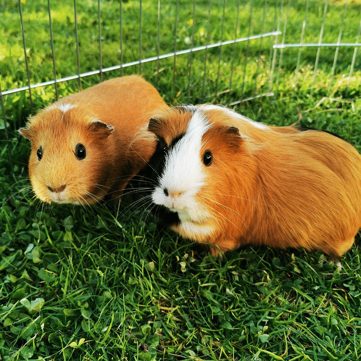 Guinea Pig Vs. Hamster: 6 Key Differences To Know, According To A Vet -  DodoWell - The Dodo