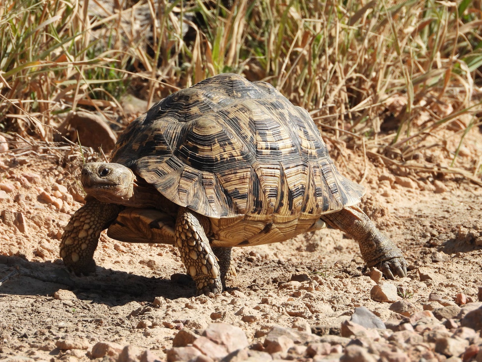 metabolic bone disease is a painful and serious condition in tortoises