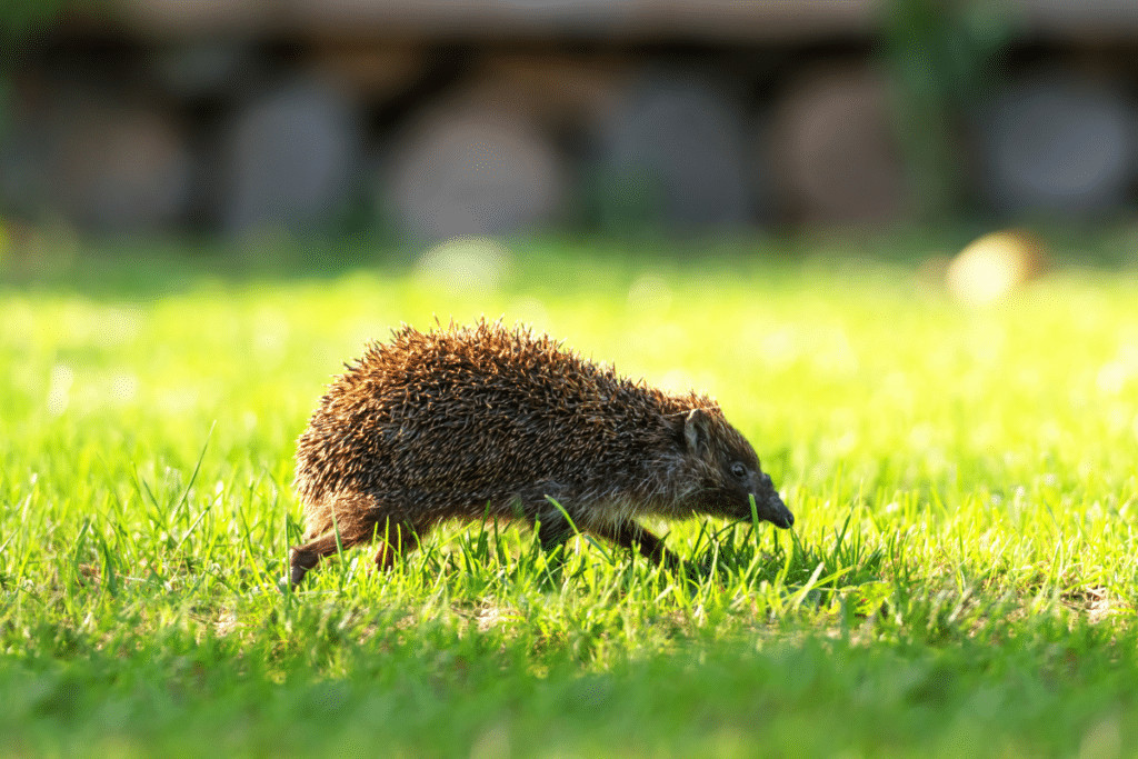 hedgehog running in circles