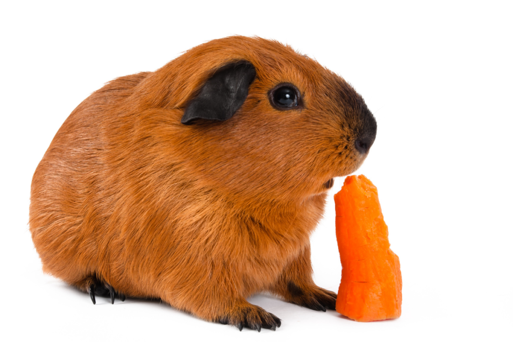 can guinea pigs eat oranges? yes, but a carrot might be better?