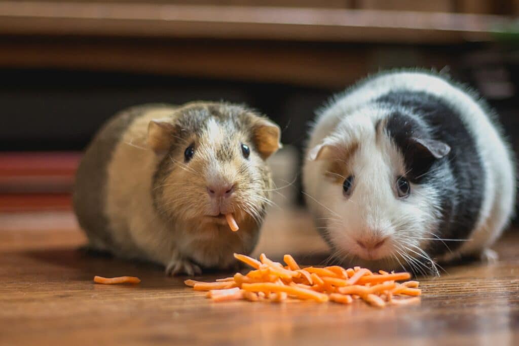 unlike humans, guinea pig teeth grow continually throughout their lifetime. 