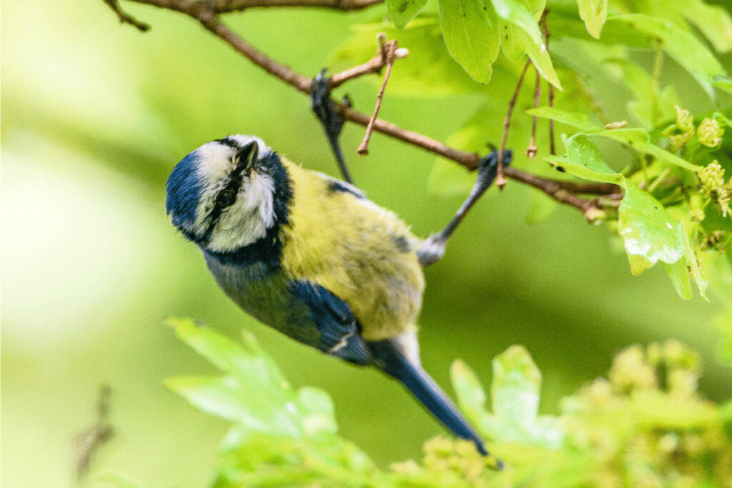 blue tit inspecting tree for insects