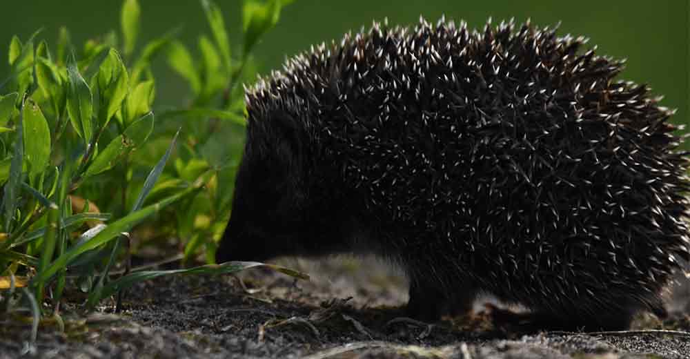 hedgehogs in your garden? what to do and what b=not to do