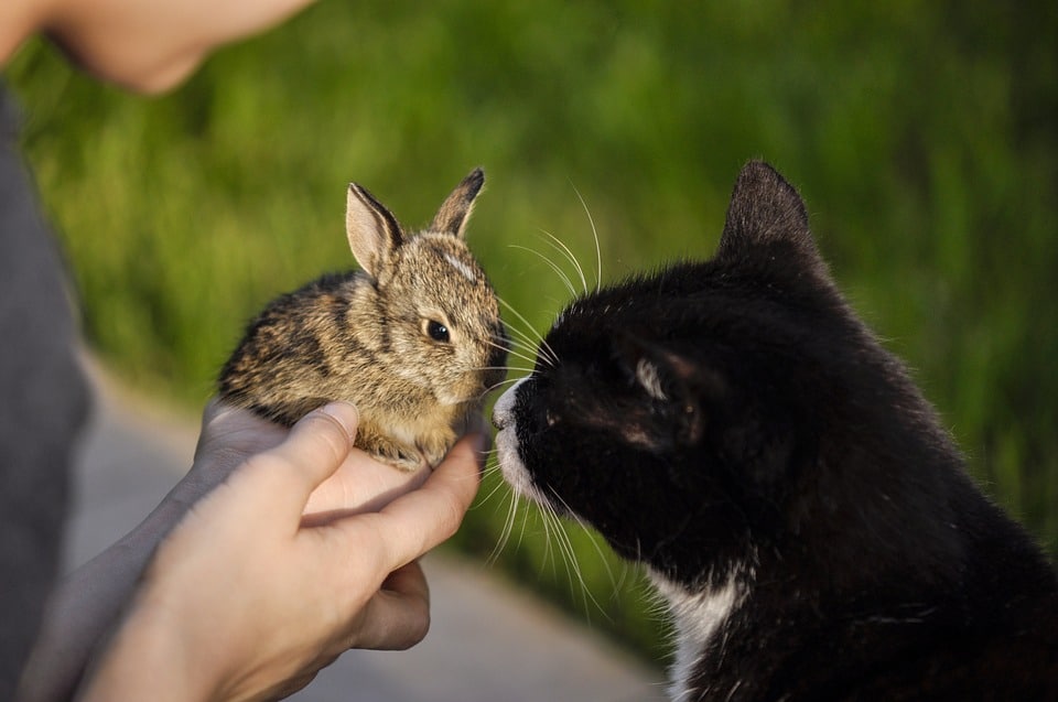 cats and rabbits