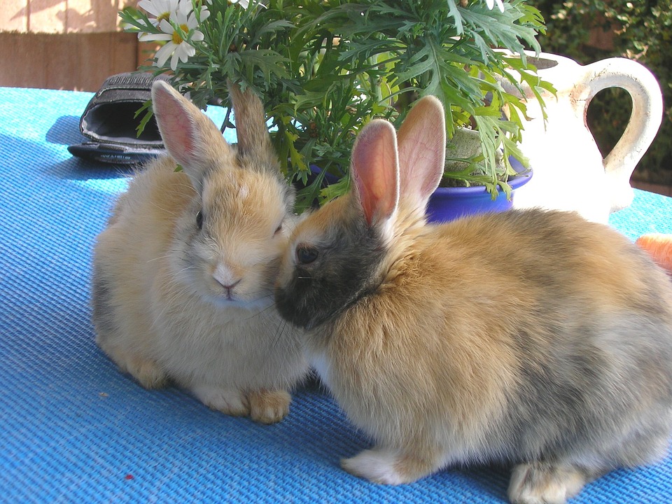 Rabbits, Hare, Pet, Munchkins, Couple, Pair, Males