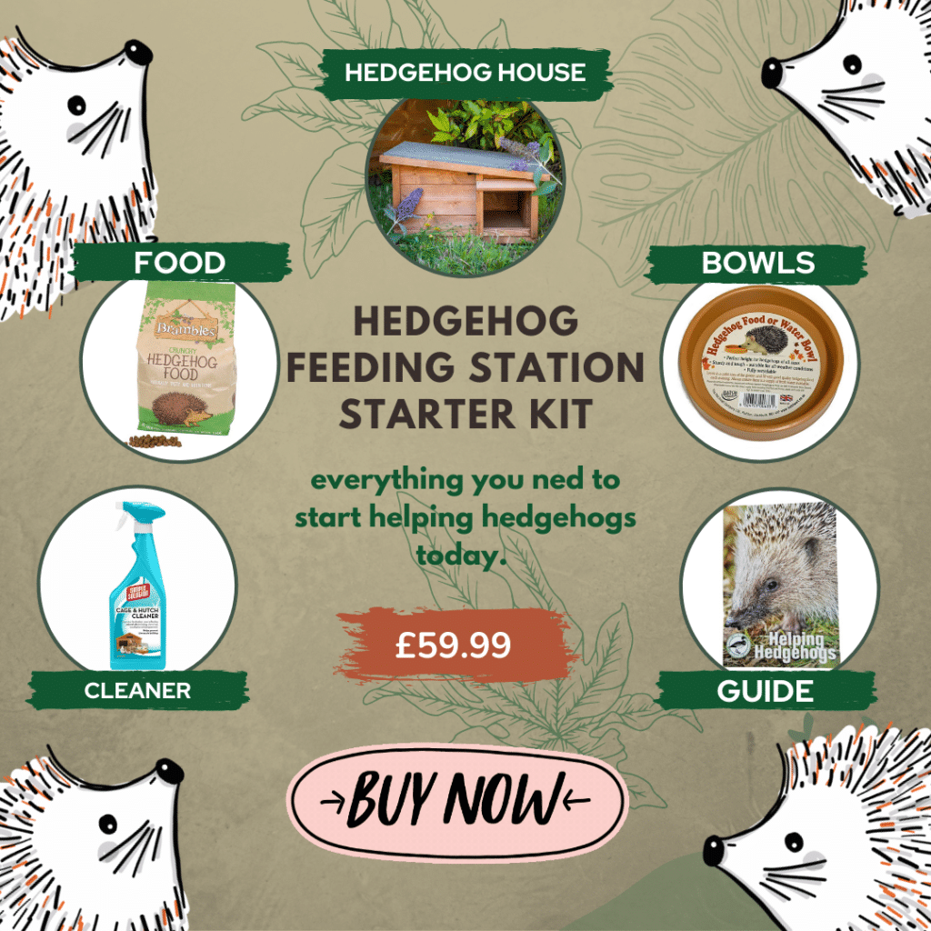 Hedgehog Spines: Everything You Need To Know About Hedgehogs' Amazing  Prickles | Home & Roost